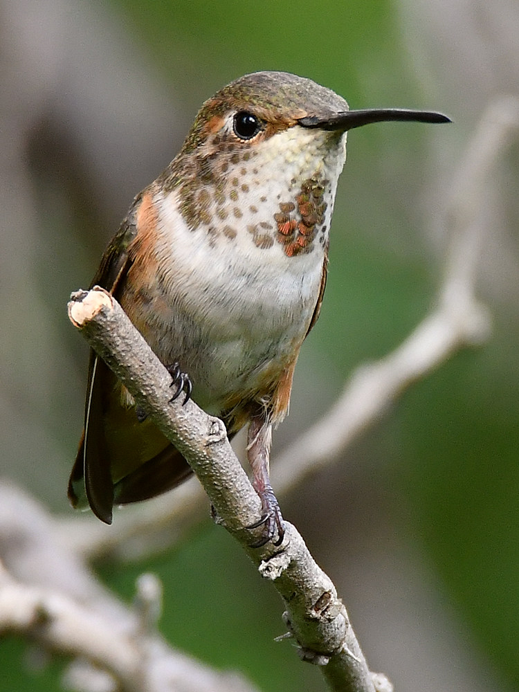 Hummer5.jpg