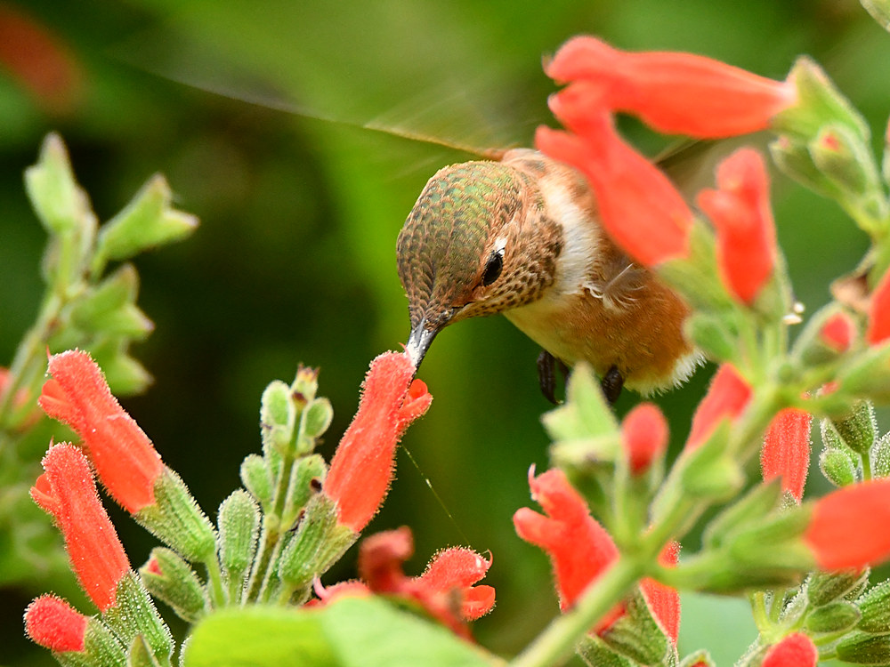 Hummer5.jpg