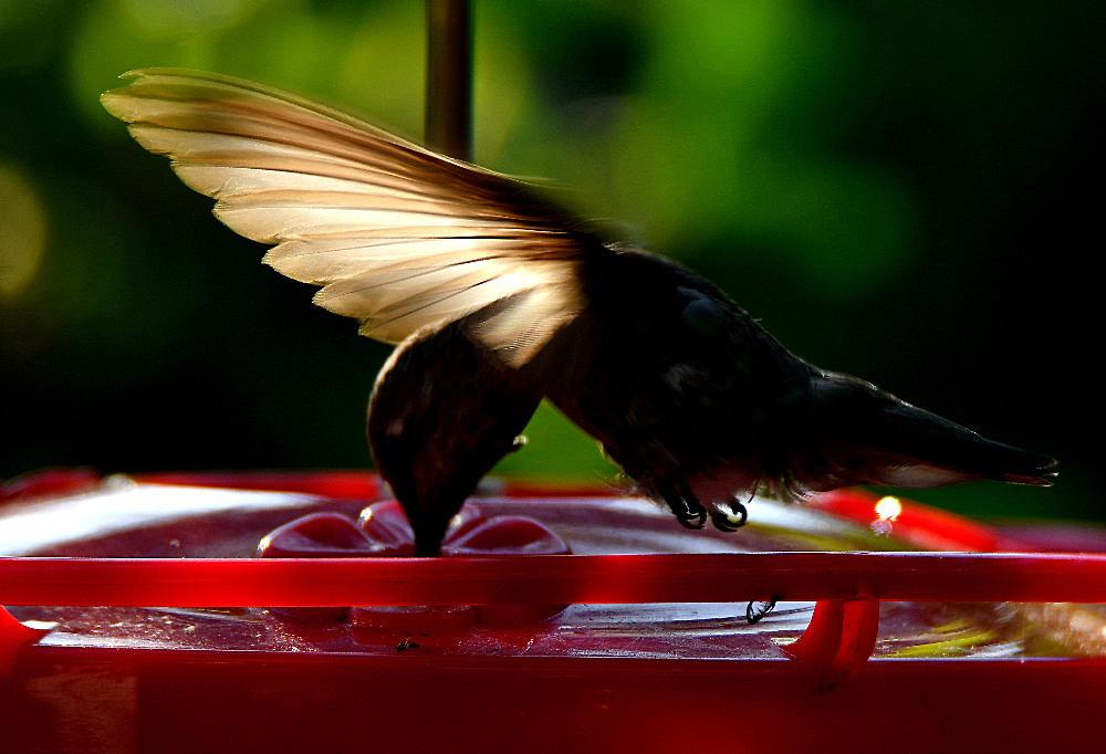 Hummer5.jpg