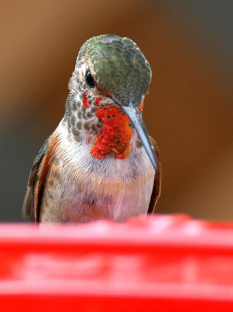 Hummer5.jpg