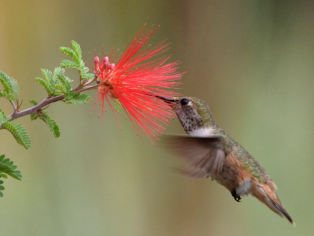 Hummer5.jpg