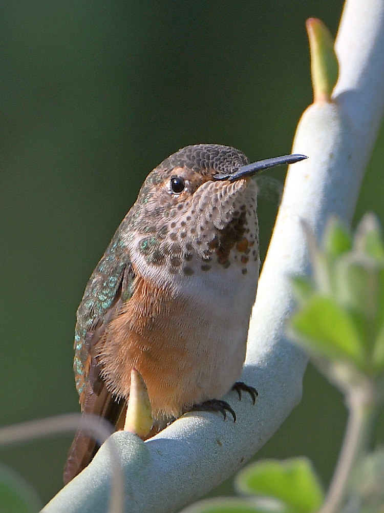Hummer5.jpg