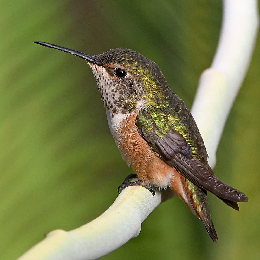 Hummer5.jpg