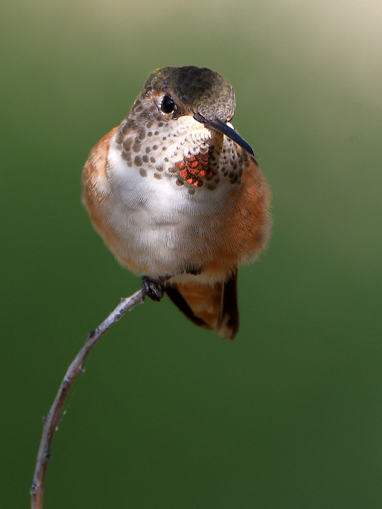 Hummer5.jpg