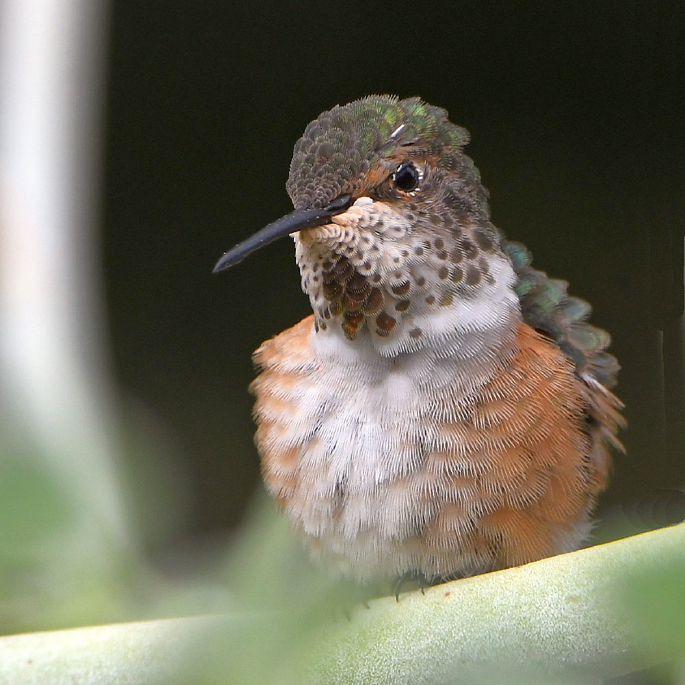 Hummer5.jpg
