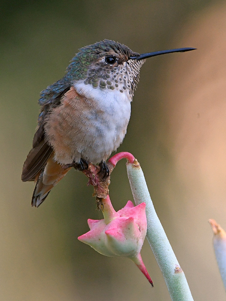 Hummer5.jpg
