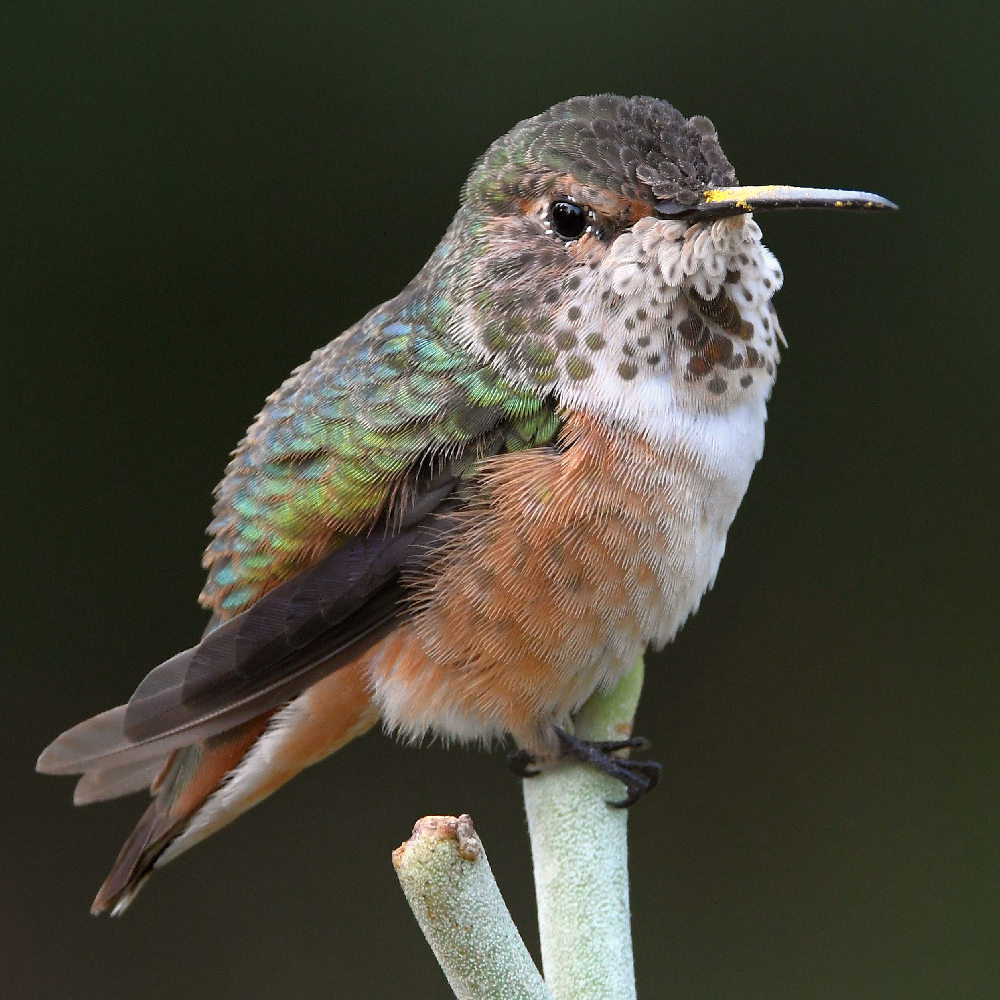 Hummer5.jpg