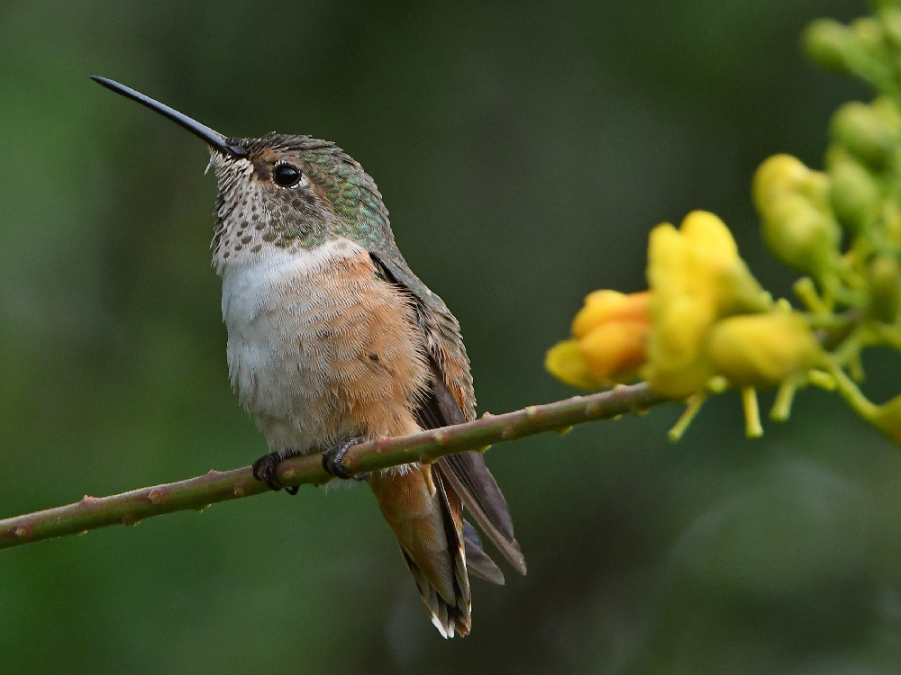 Hummer5.jpg