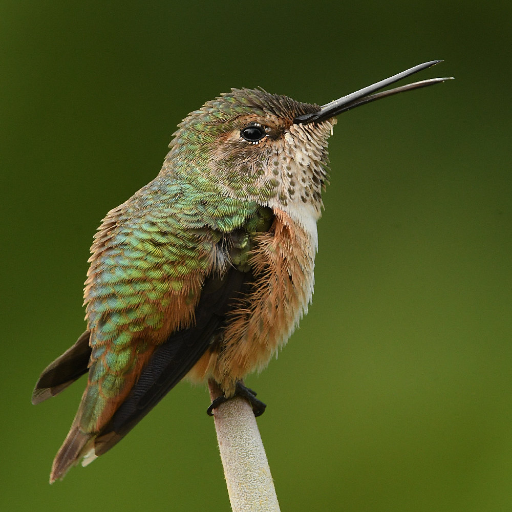 Hummer5.jpg