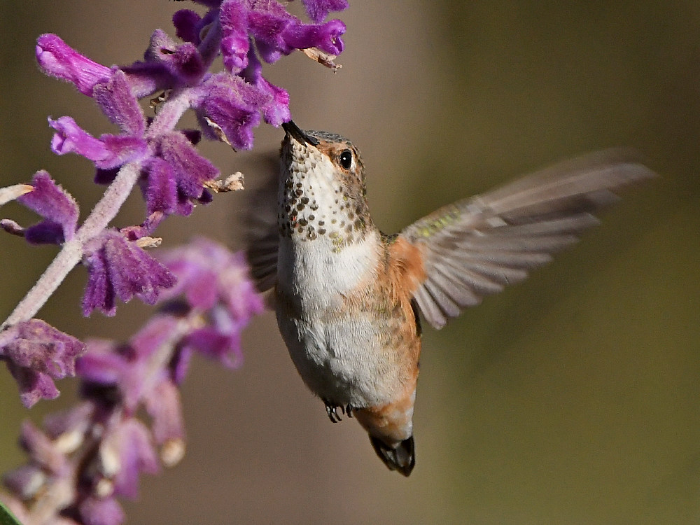Hummer5.jpg