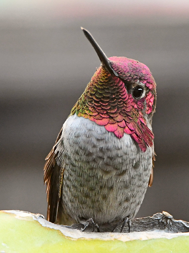 Hummer5.jpg