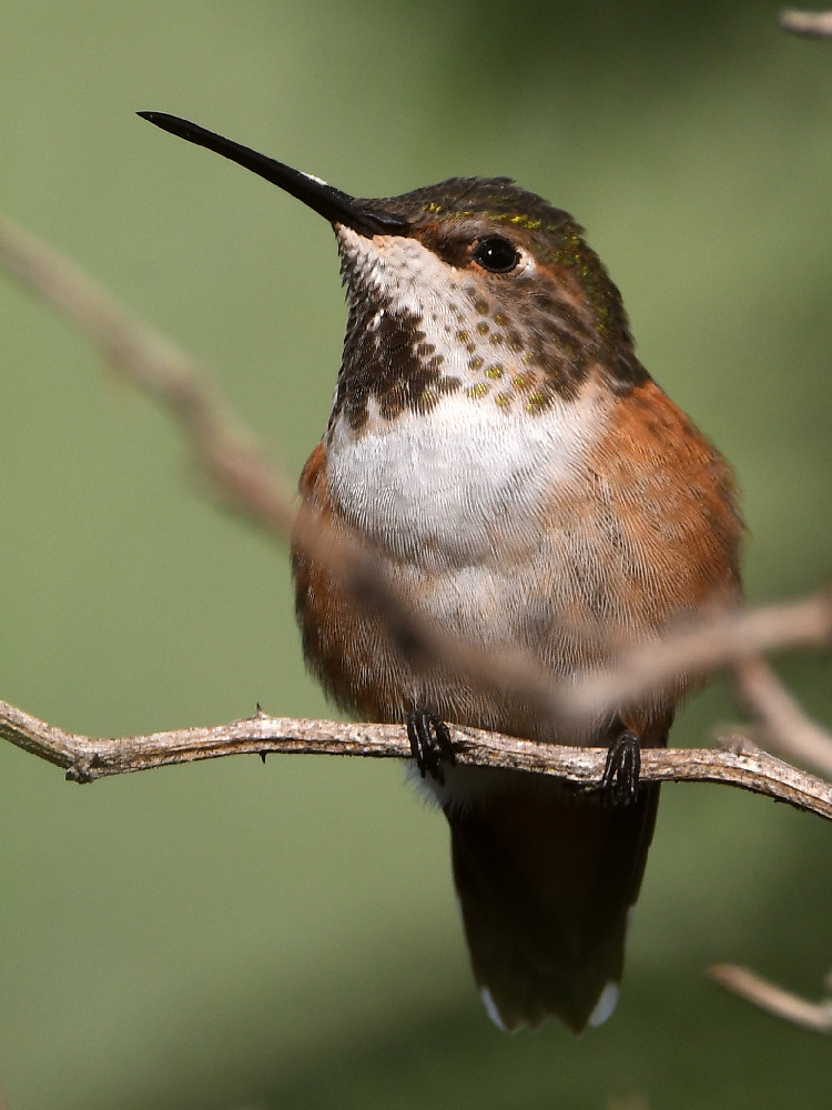 Hummer5.jpg
