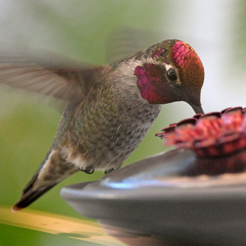Hummer5.jpg