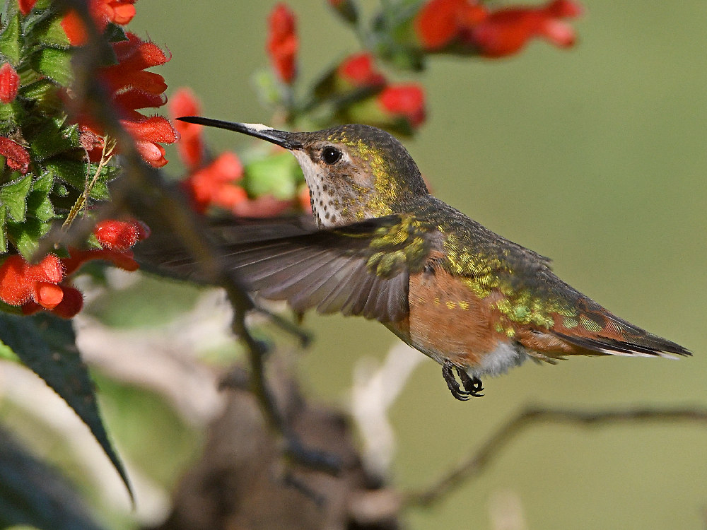 Hummer5.jpg