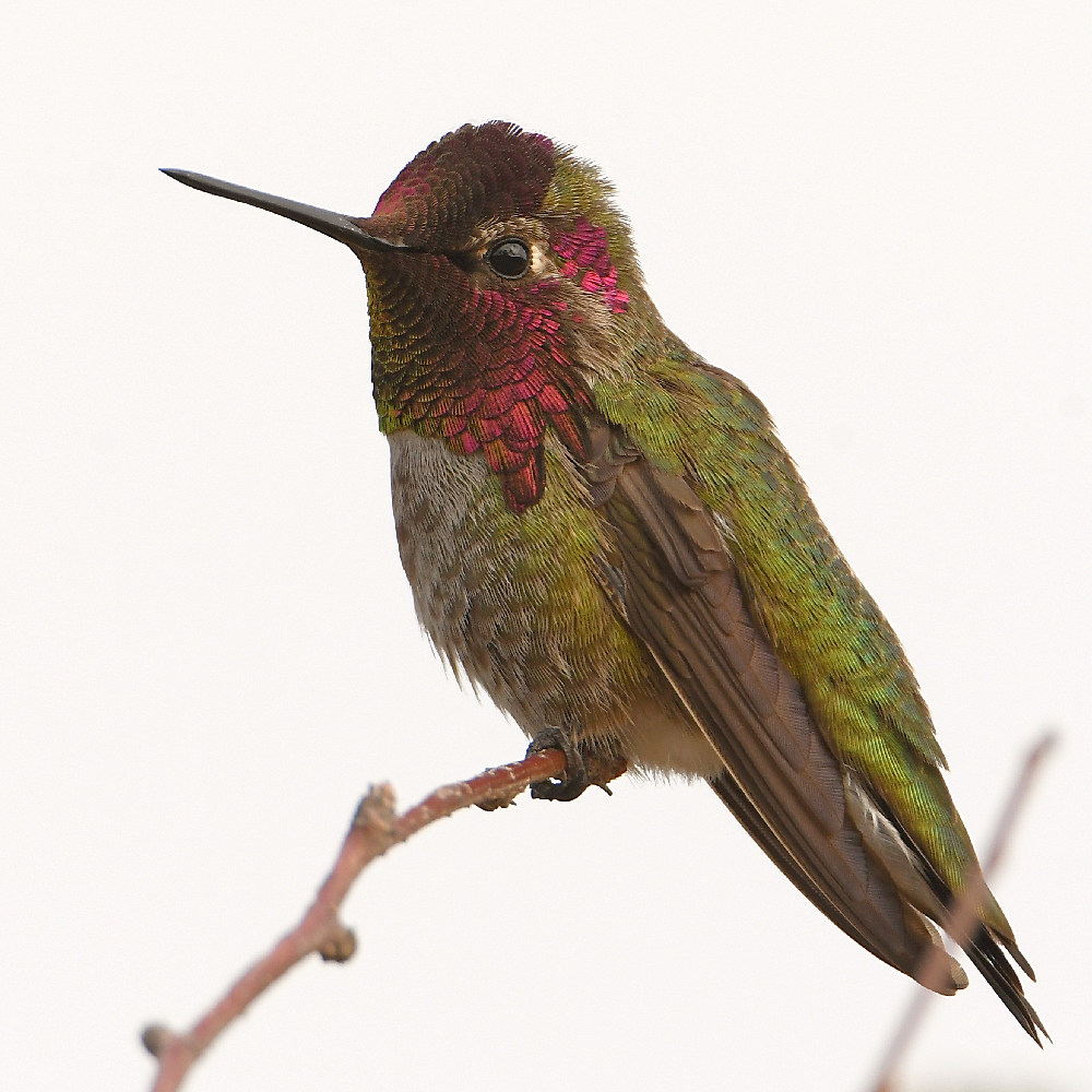 Hummer5.jpg