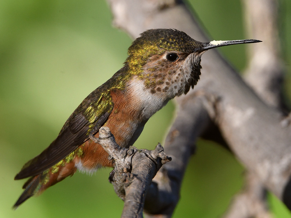 Hummer5.jpg