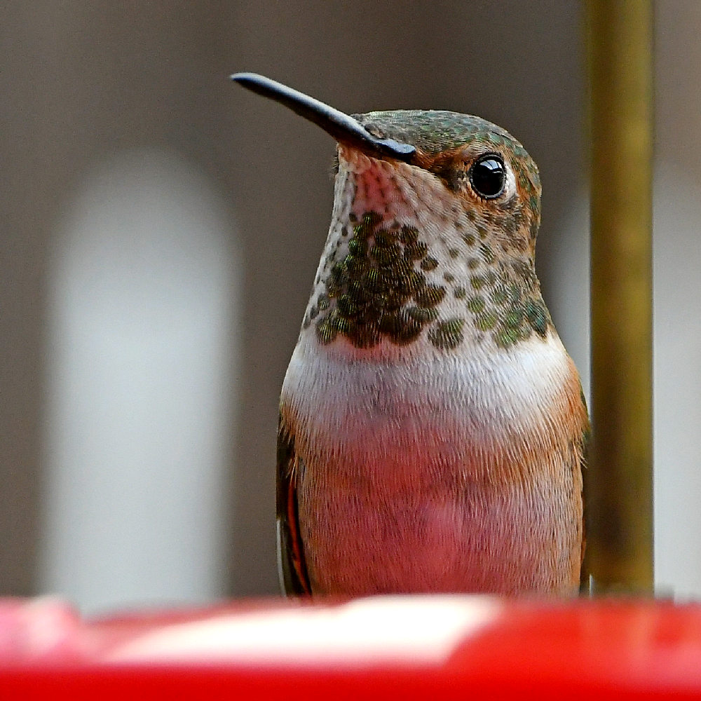Hummer5.jpg