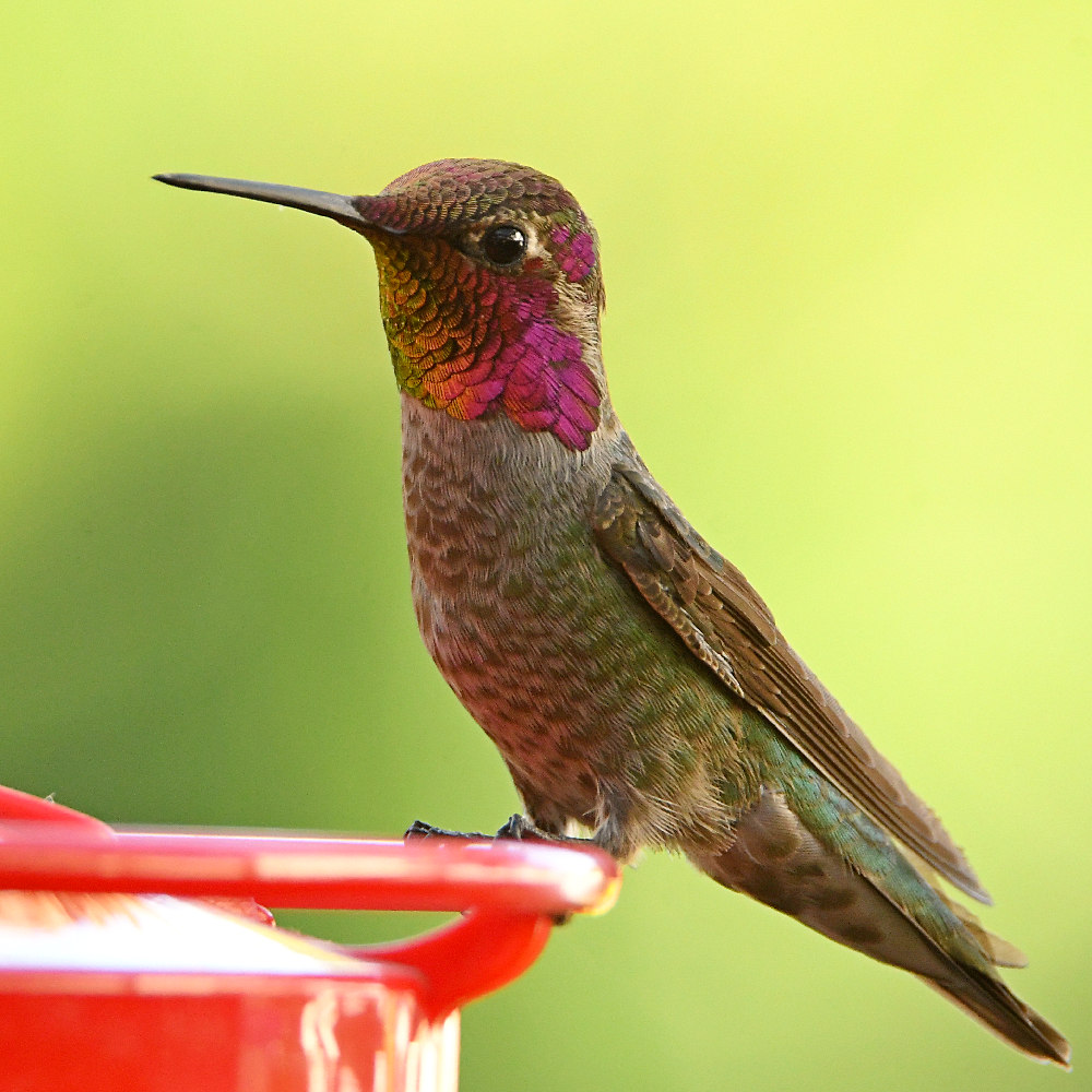 Hummer5.jpg