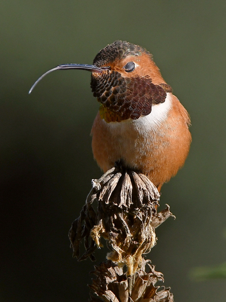 Hummer5.jpg