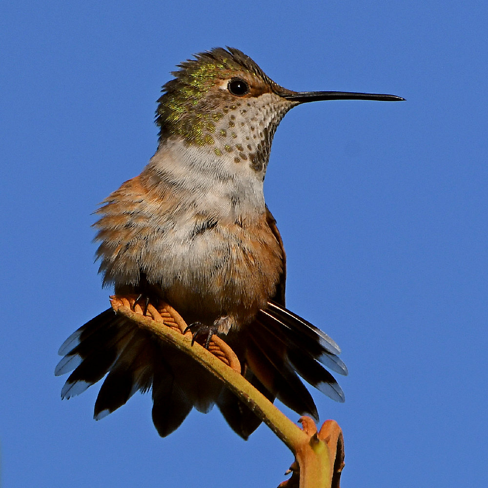 Hummer5.jpg