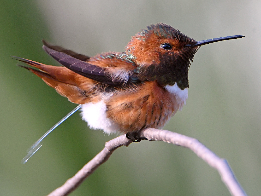 Hummer5.jpg