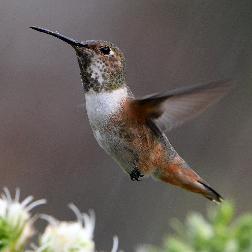 Hummer5.jpg
