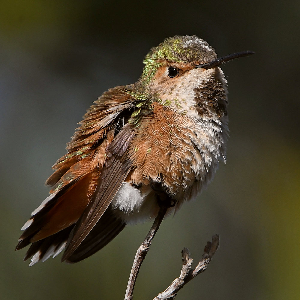 Hummer5.jpg