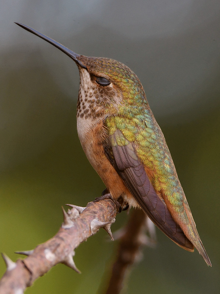 Hummer5.jpg
