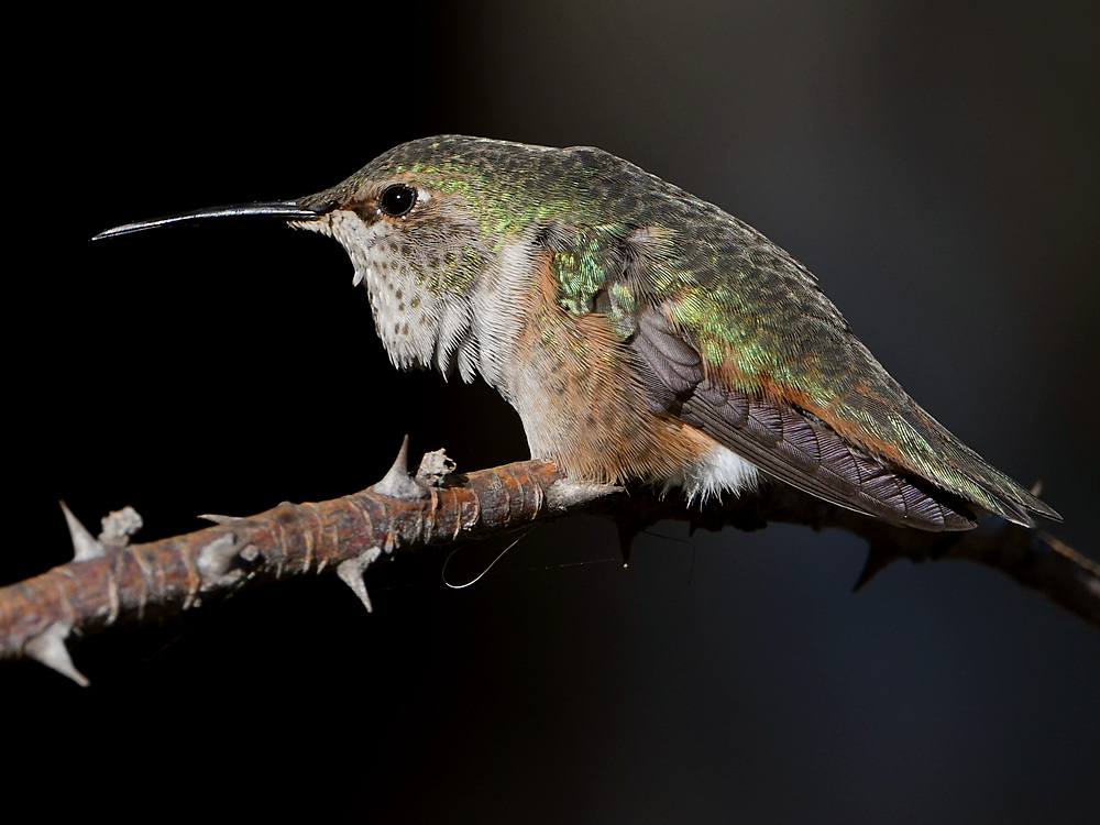 Hummer5.jpg