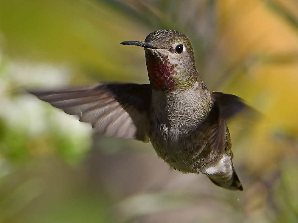 Hummer5.jpg