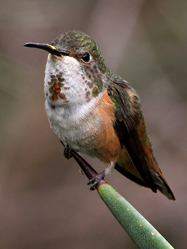 Hummer5.jpg