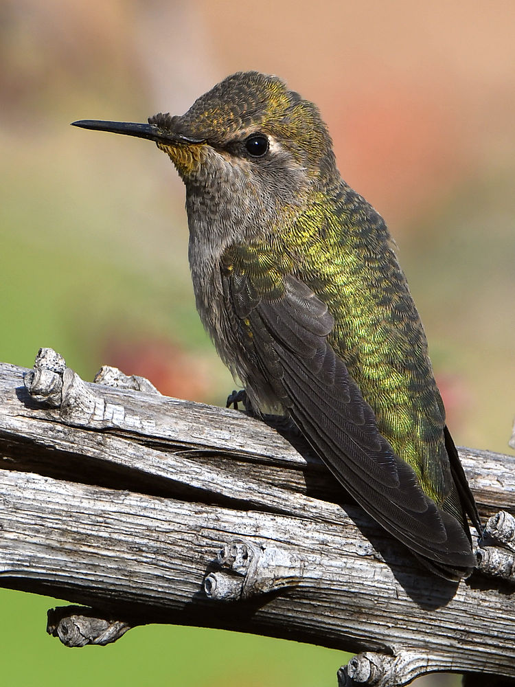 Hummer5.jpg