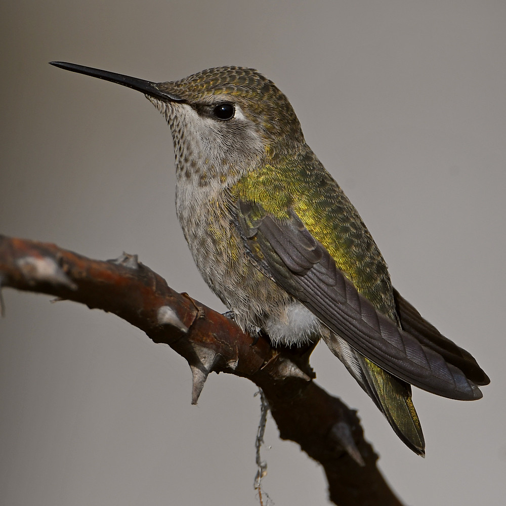 Hummer5.jpg