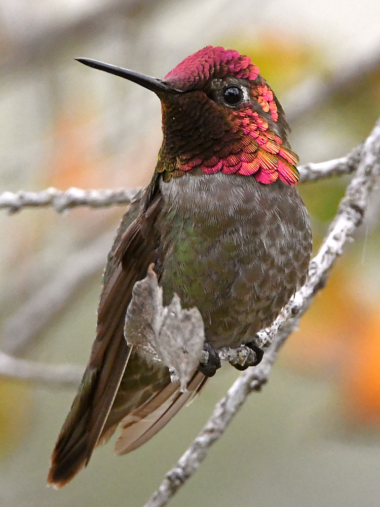 Hummer5.jpg