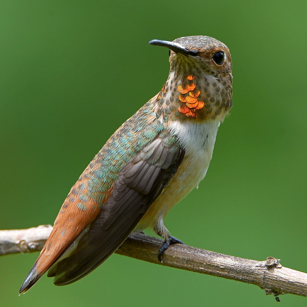 Hummer5.jpg