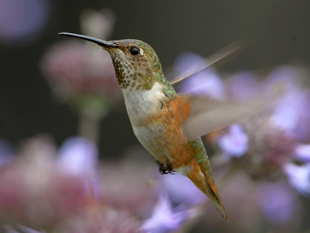 Hummer5.jpg