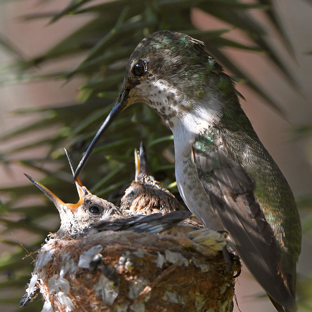 Hummer5.jpg