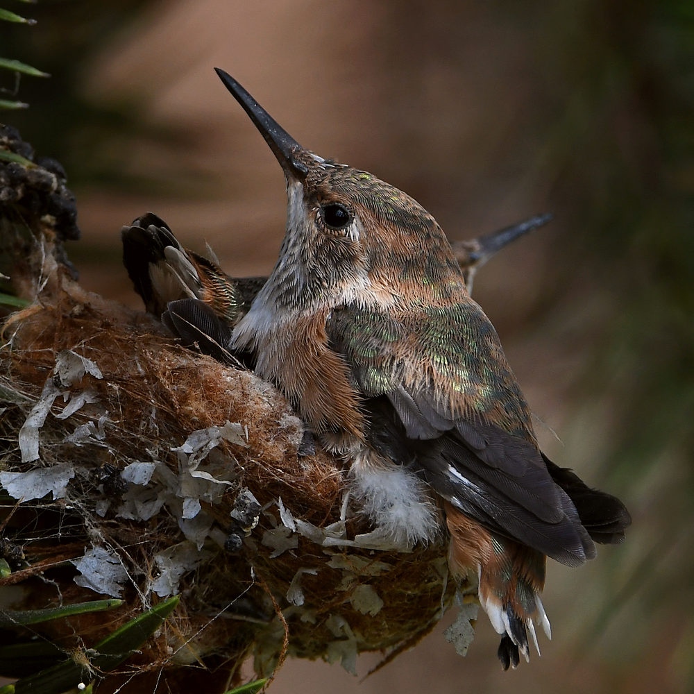 Hummer5.jpg
