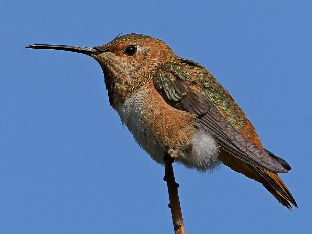 Hummer5.jpg