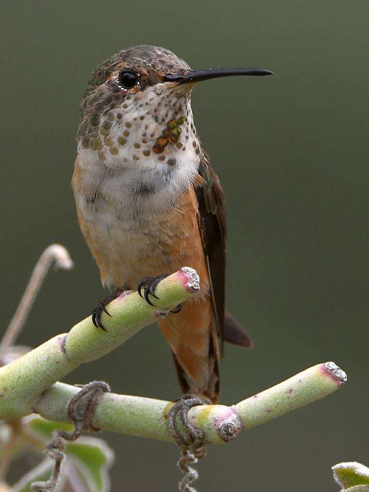Hummer5.jpg
