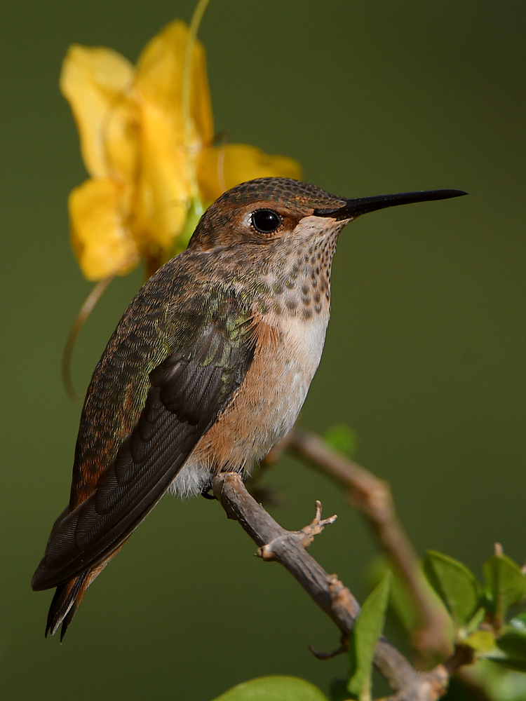 Hummer5.jpg