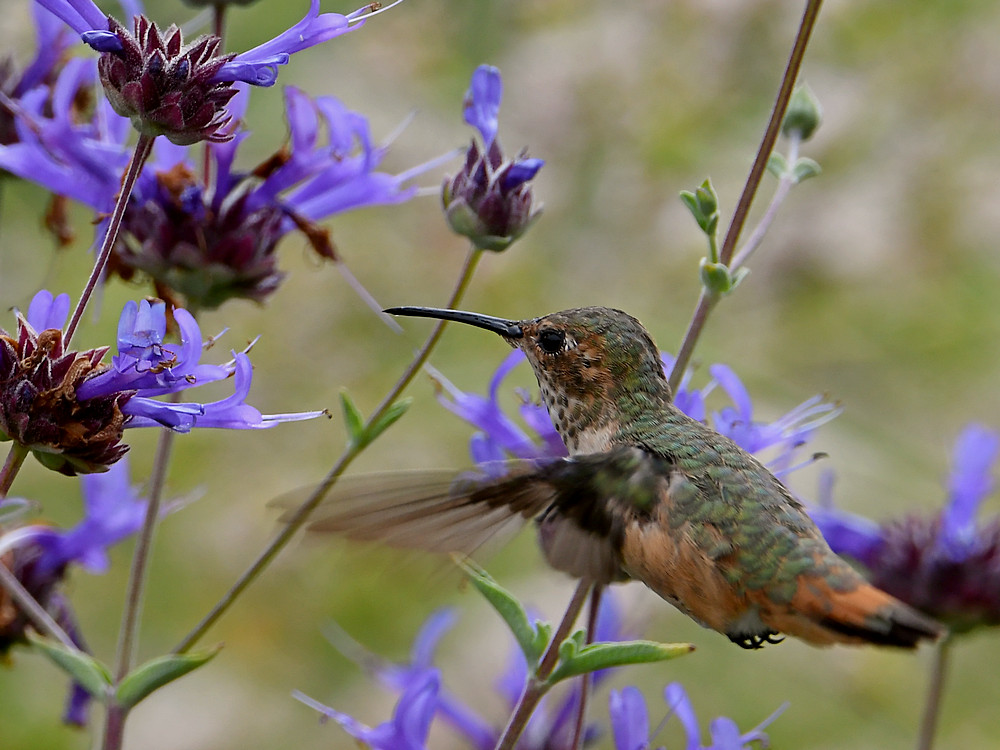 Hummer5.jpg