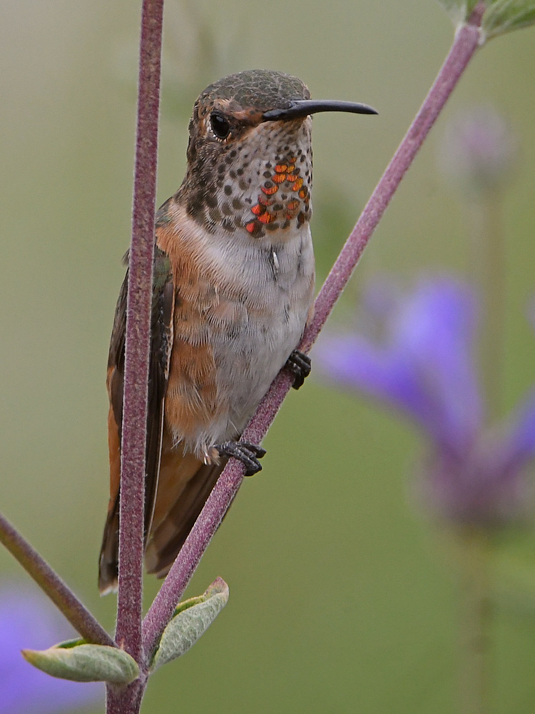 Hummer5.jpg