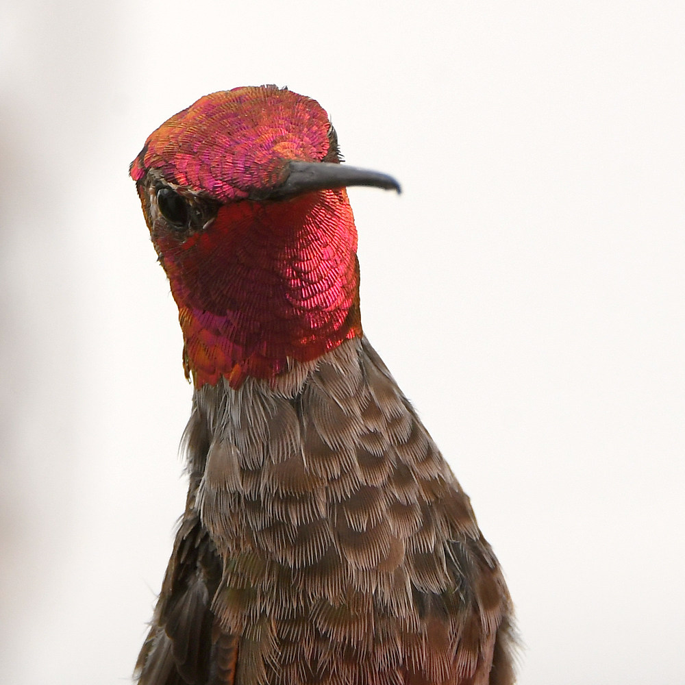 Hummer5.jpg