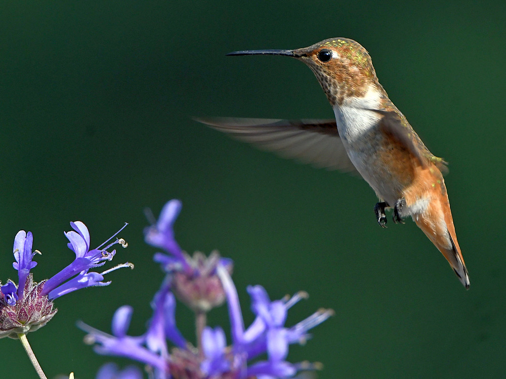 Hummer5.jpg