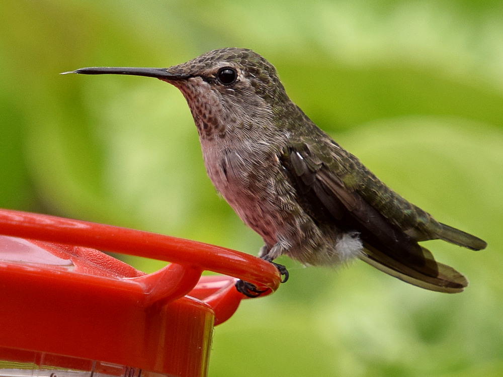 Hummer5.jpg