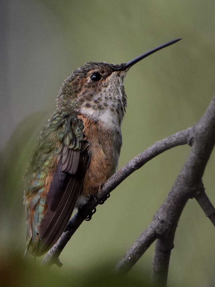 Hummer5.jpg