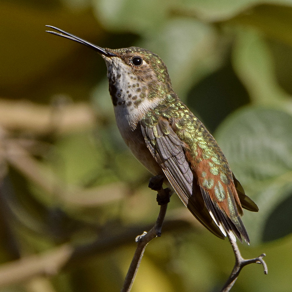 Hummer5.jpg