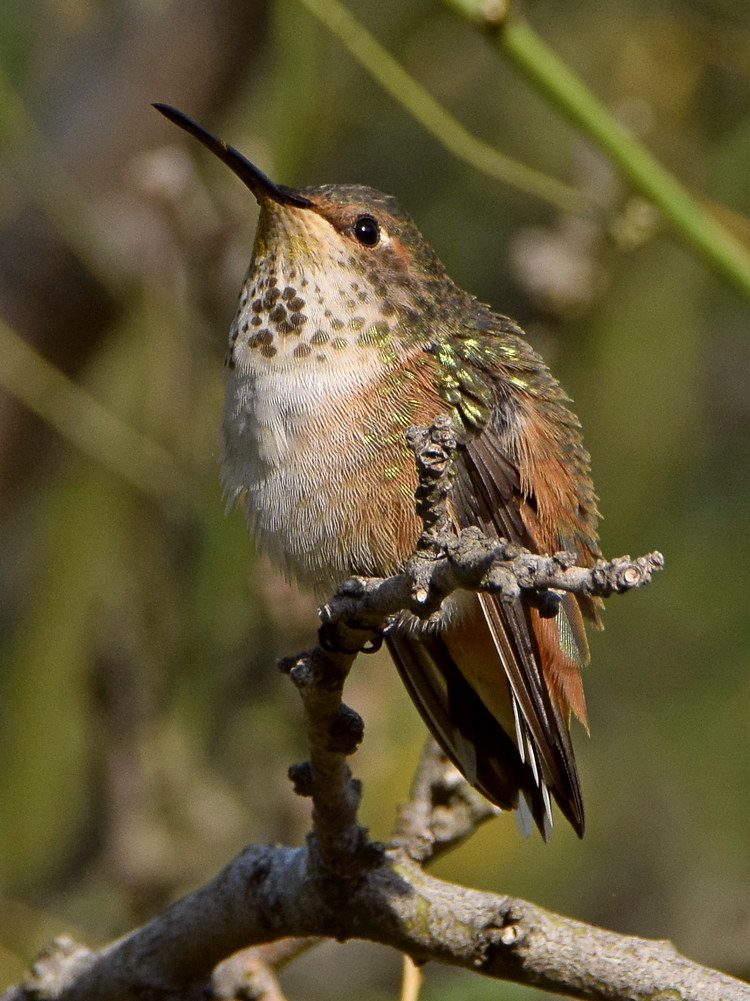 Hummer5.jpg
