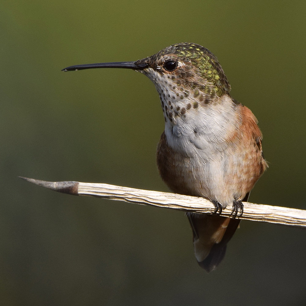 Hummer5.jpg
